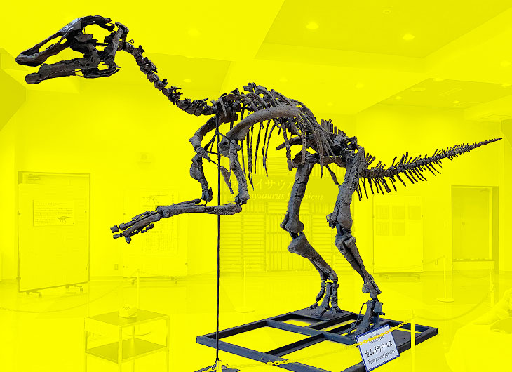 カムイサウルス（むかわ竜）の実物大骨格レプリカ